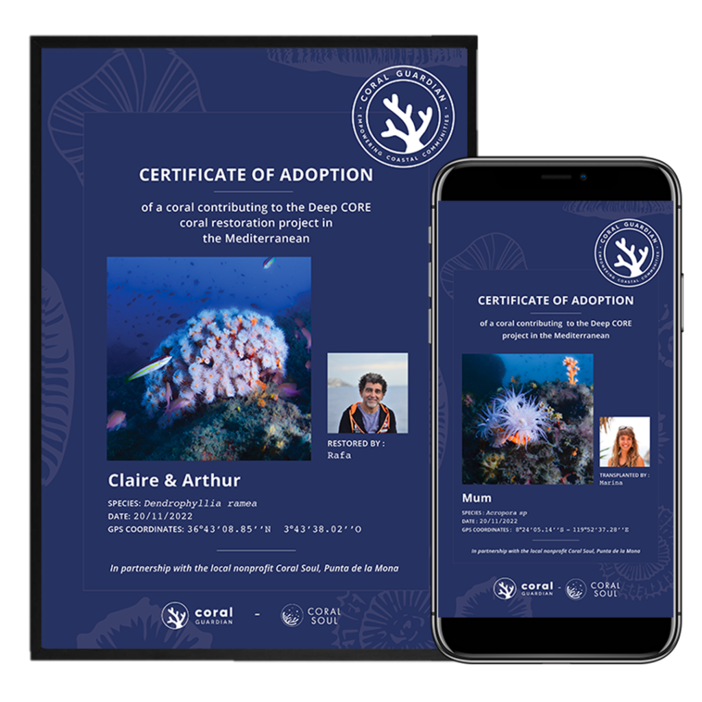 Adopt a coral in the Mediterranean Sea
