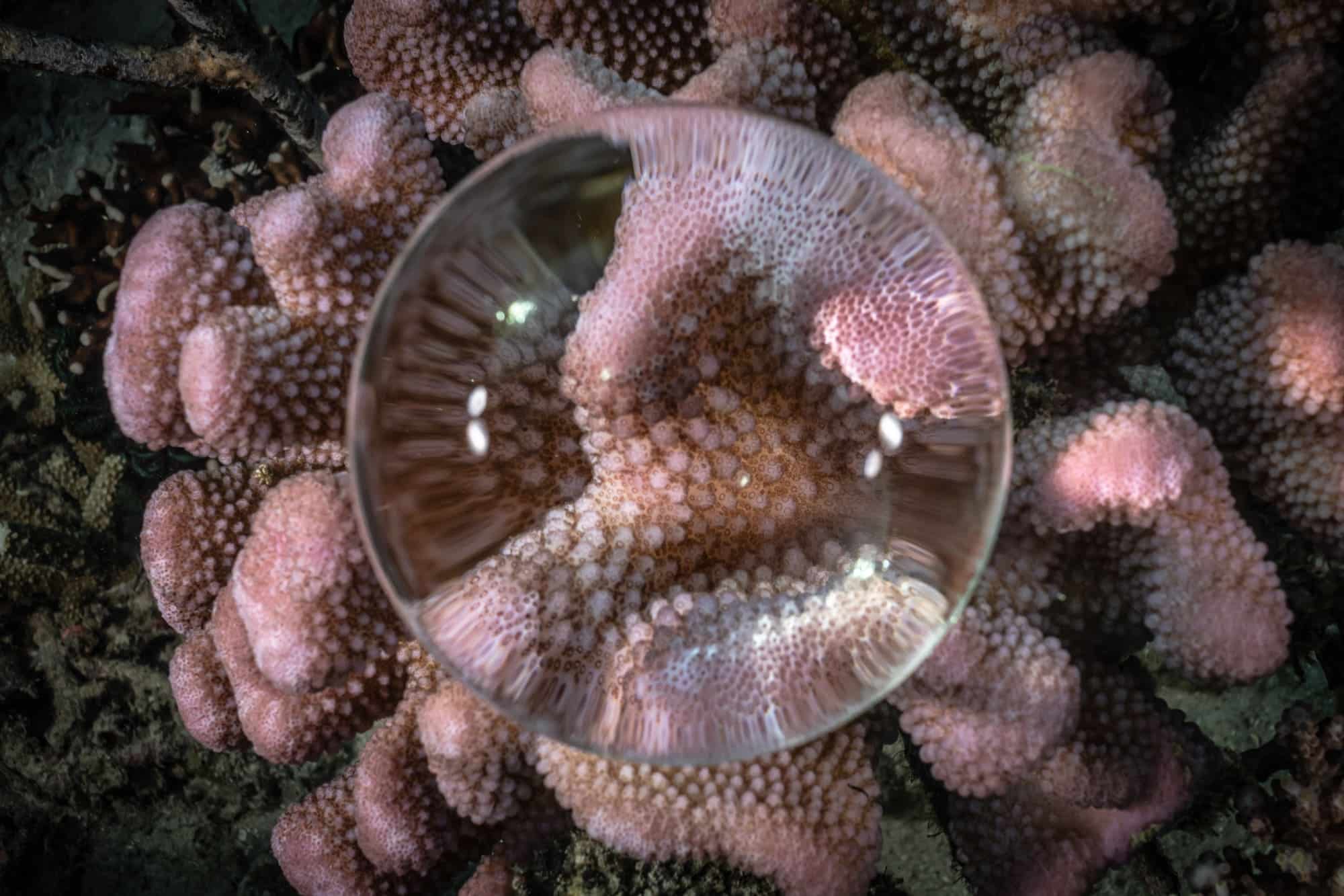 Are super-corals really a super solution ?