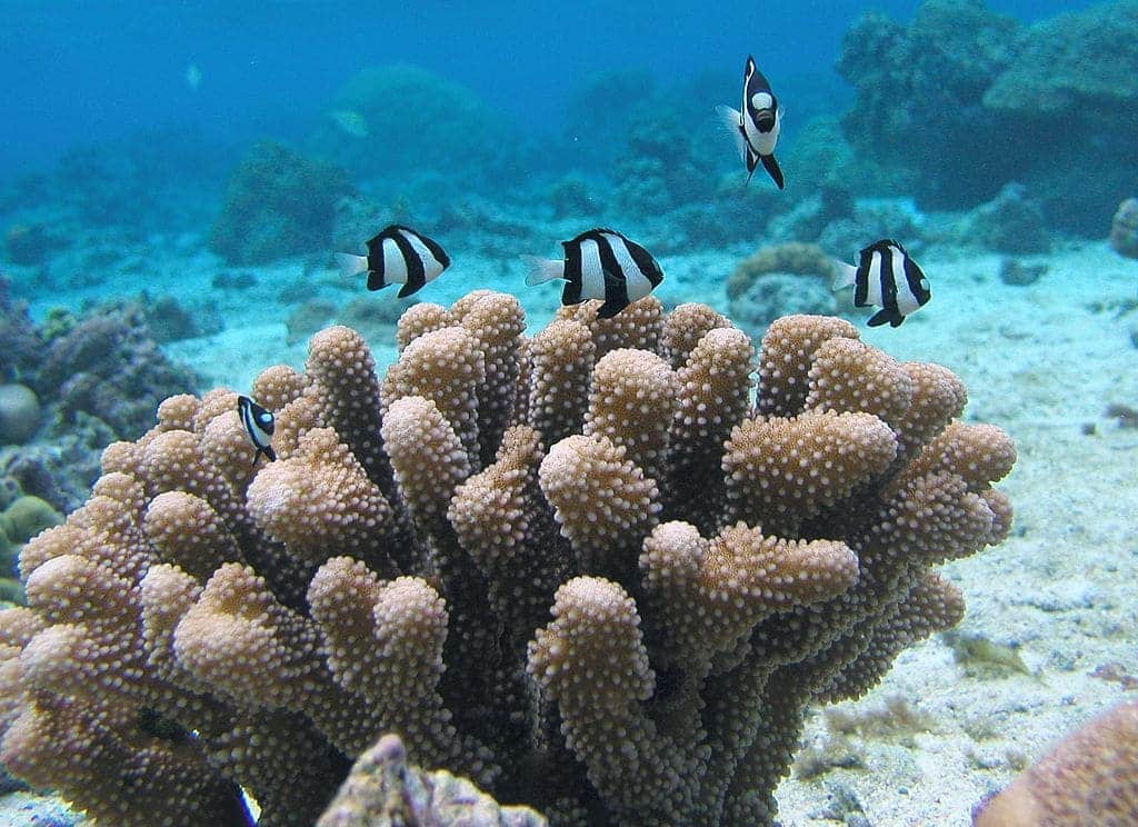 How can reef fish-derived nutrients help corals under temperature stress?