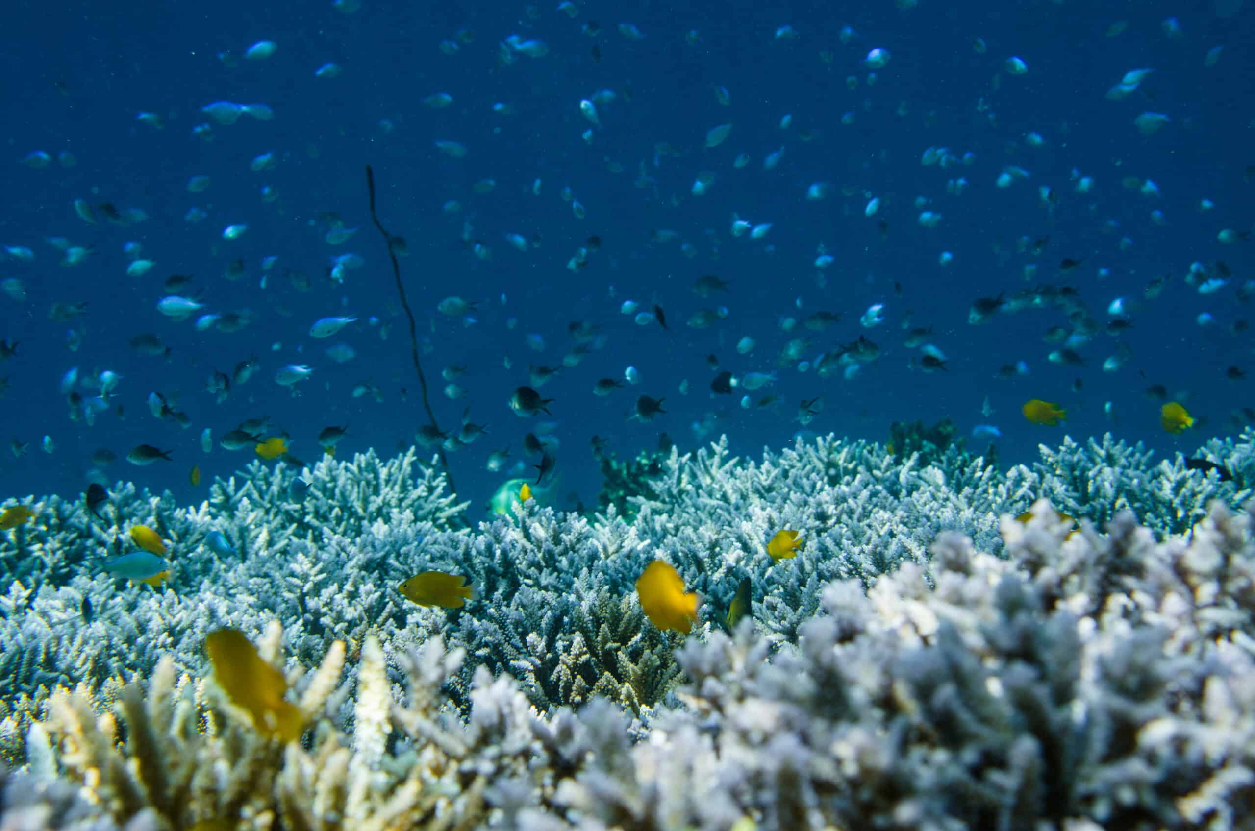 How does the COP15 to the Convention on Biodiversity affect coral reefs?