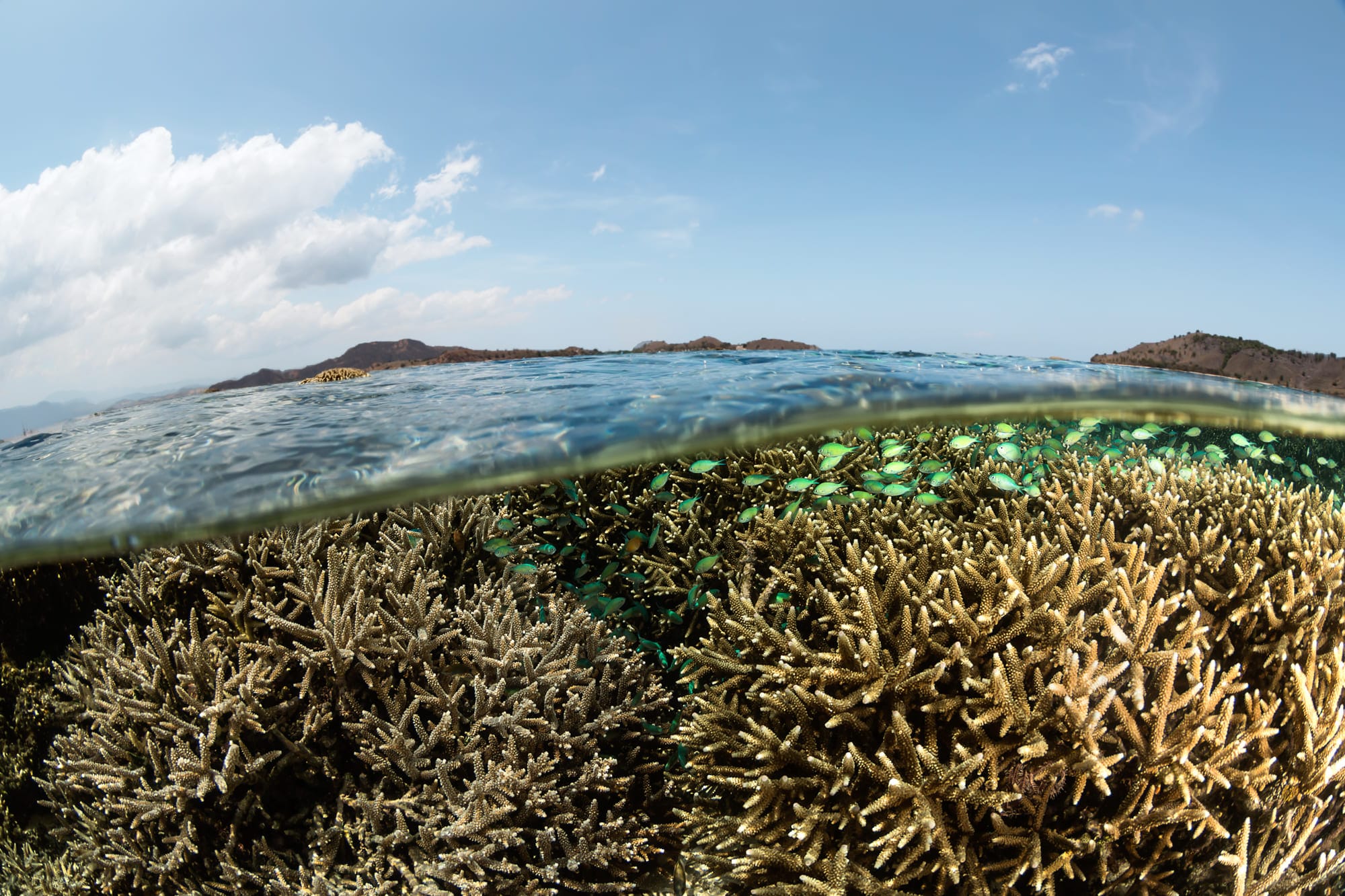 Un bénéfice inattendu pour certains coraux au Pacifique de El Niño ?
