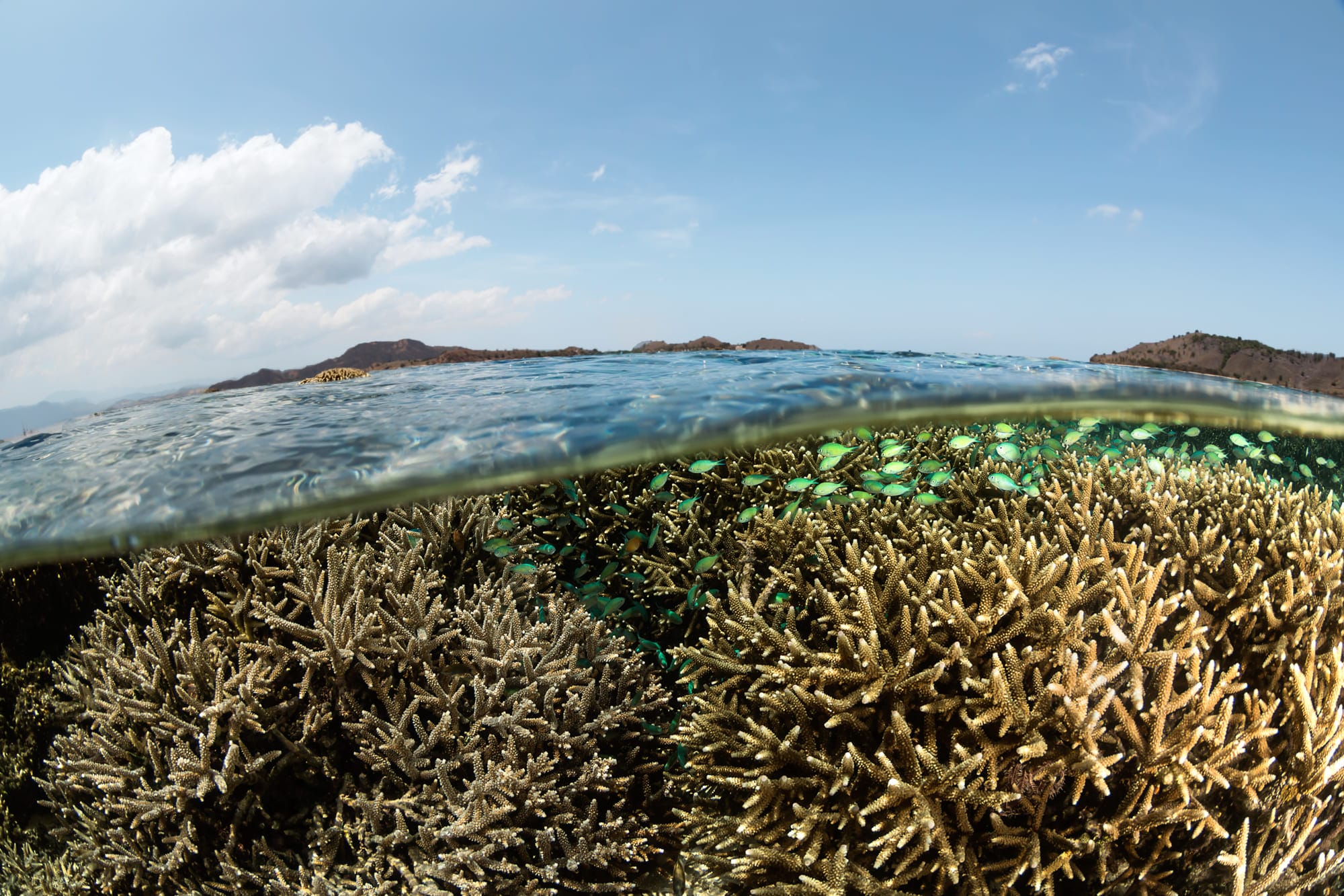 An unexpected benefit for some Pacific corals of El Niño?