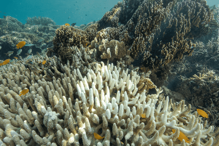 coraux blanchis