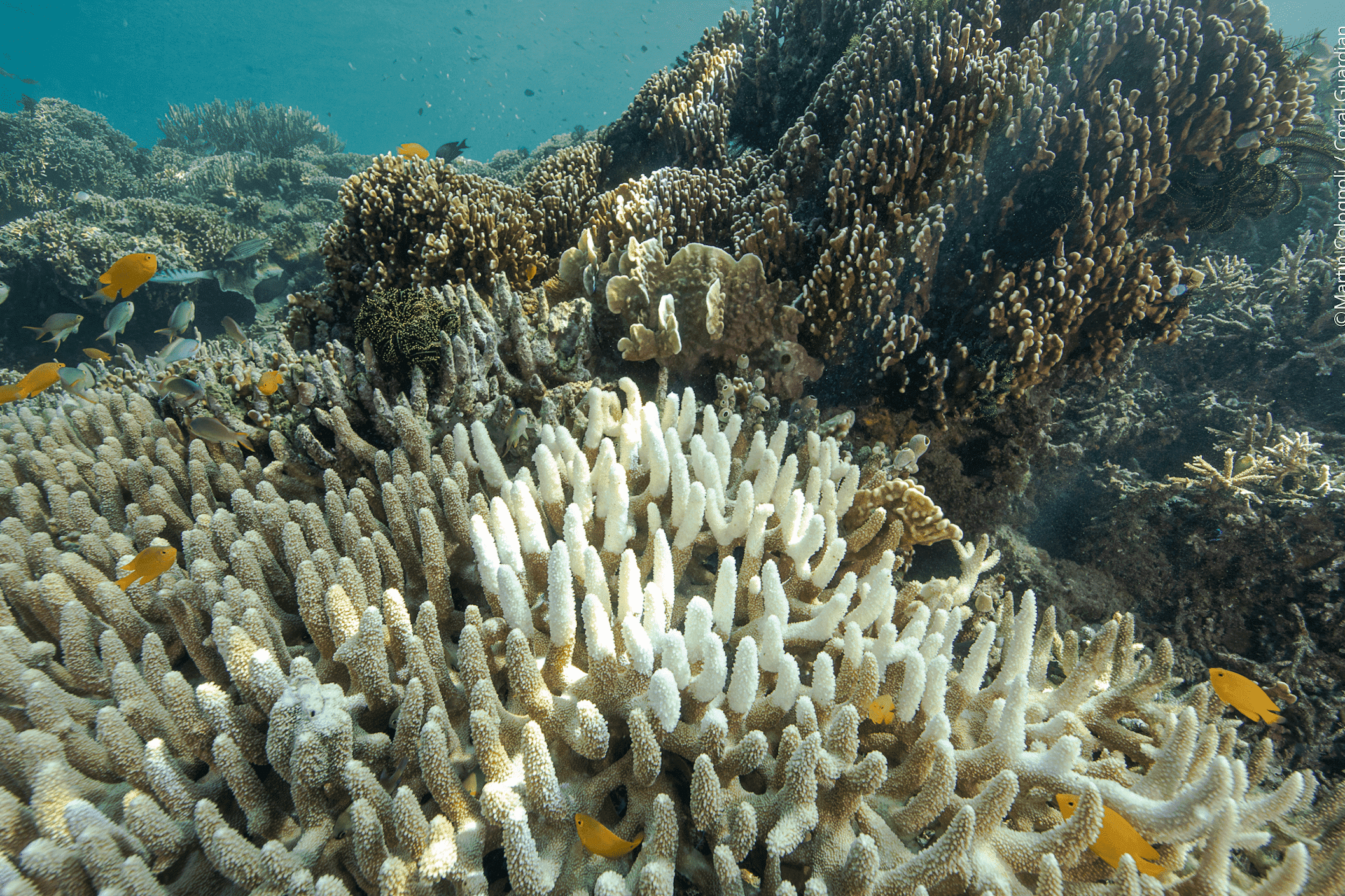 Could reducing human impacts in land and at sea help coral reefs during heat waves?