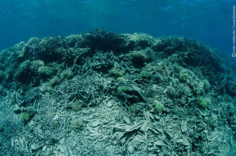 Escollo Coral reefs are under threat worldwide | Coral Guardian
