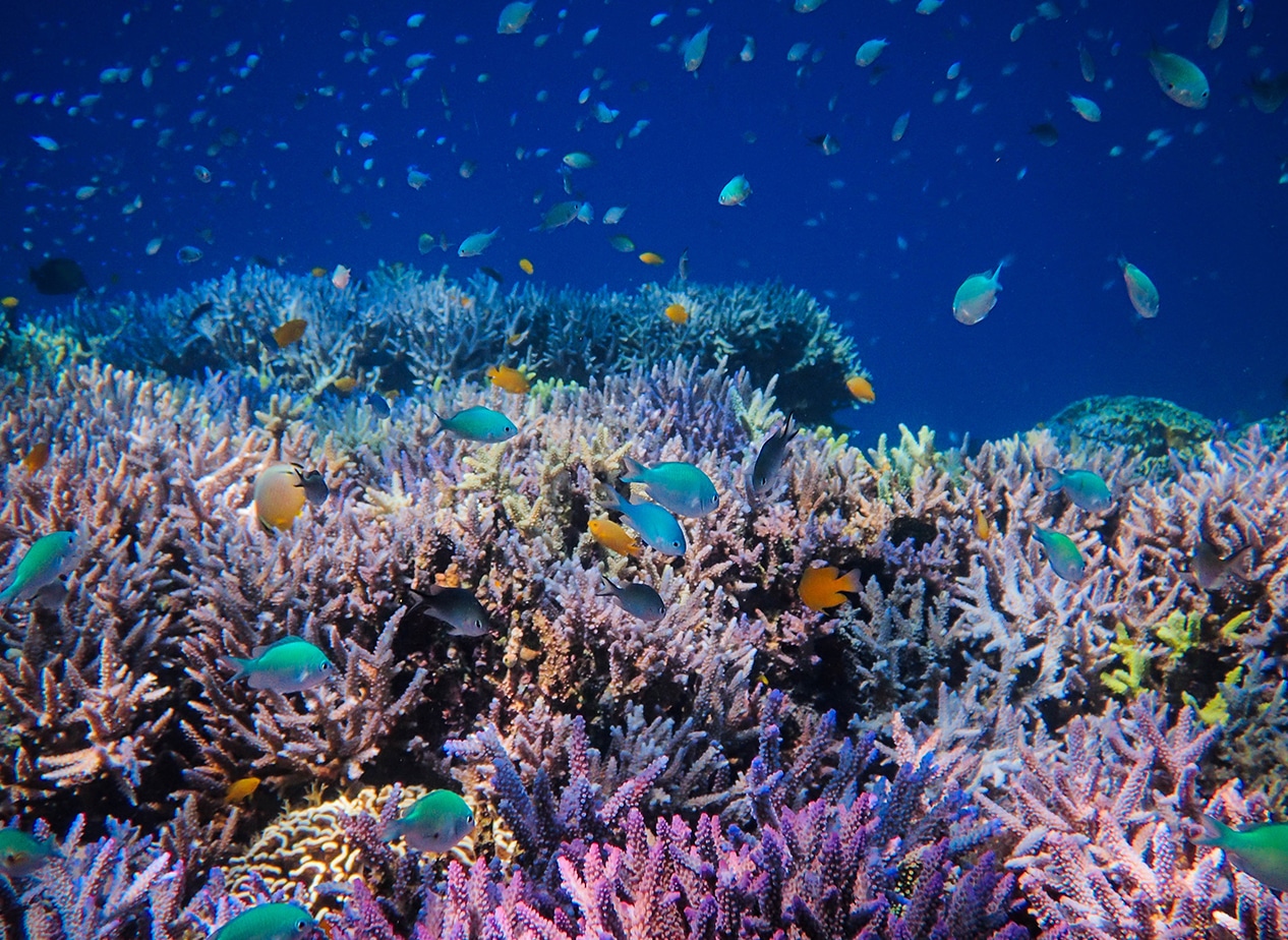 JOB DESCRIPTION: Scientific & Administrative Project Manager – Coral Restoration