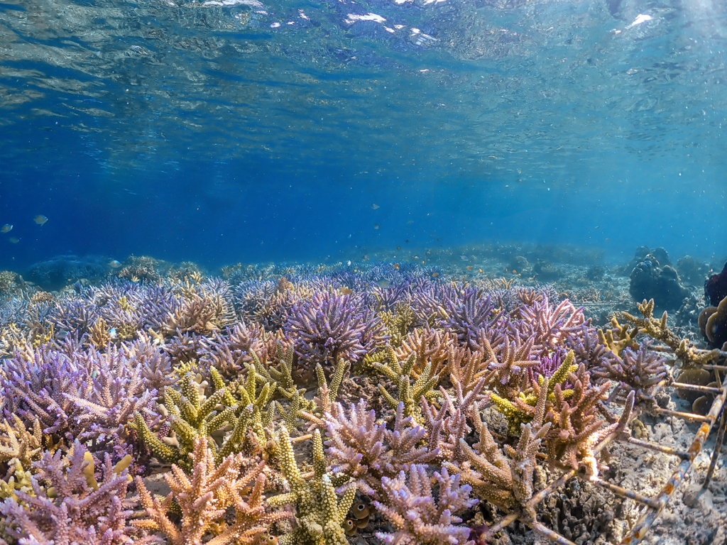 © Juliette Villechanoux